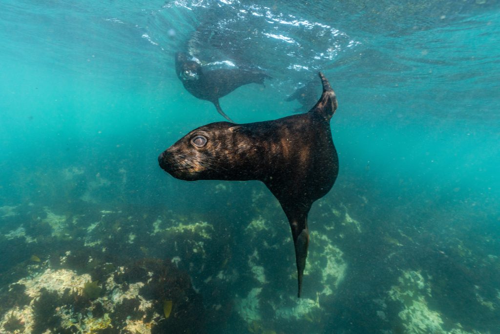 Book your Seal Snorkeling adventure with Circe Launches