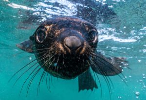 Playful Cape fur seal pup near Duiker Island - see them with Circe Launches