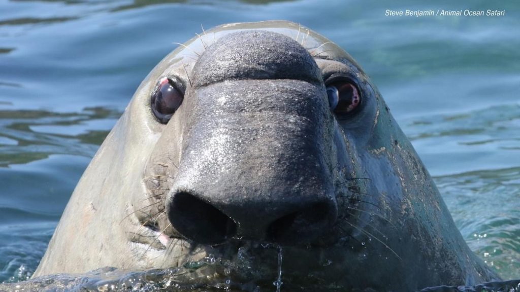 Close-up of an elephant seal in Cape Town