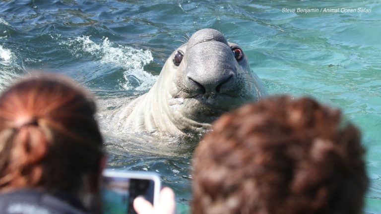 Buffel, the elephant seal in the waters of Hout Bay