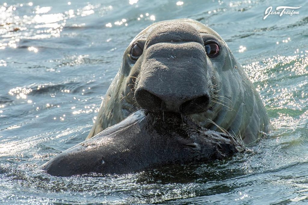 Elephant seal with Cape fur seal in his mouth