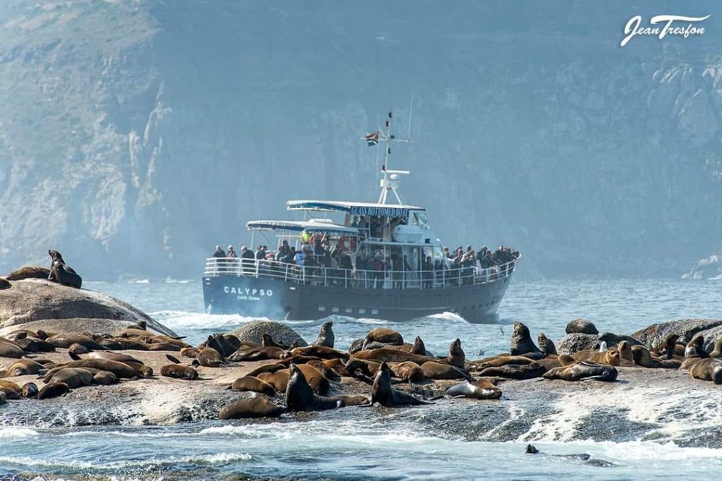 Seal Island boat trip with Circe Launches is one of the most popular family-friendly activities in Hout Bay