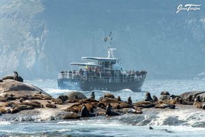 Your private charter with Circe Launches in Hout Bay, Cape Town