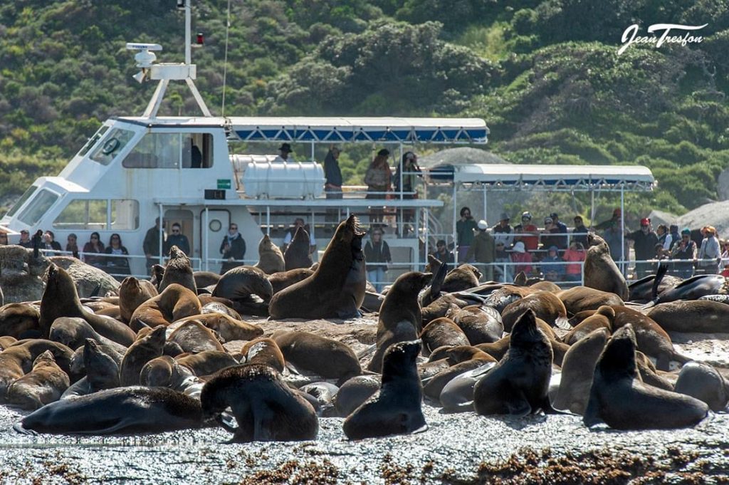 A seal island boat tour on Calypso with Circe Launches in Hout Bay