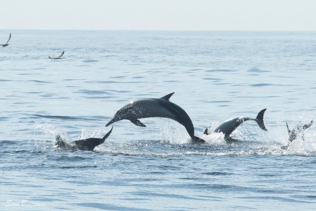 Dolphins outside of Hout Bay