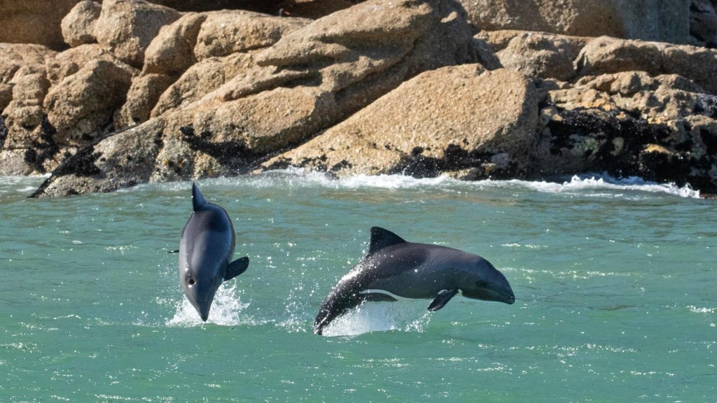 Dolphins frolicking in Hout Bay