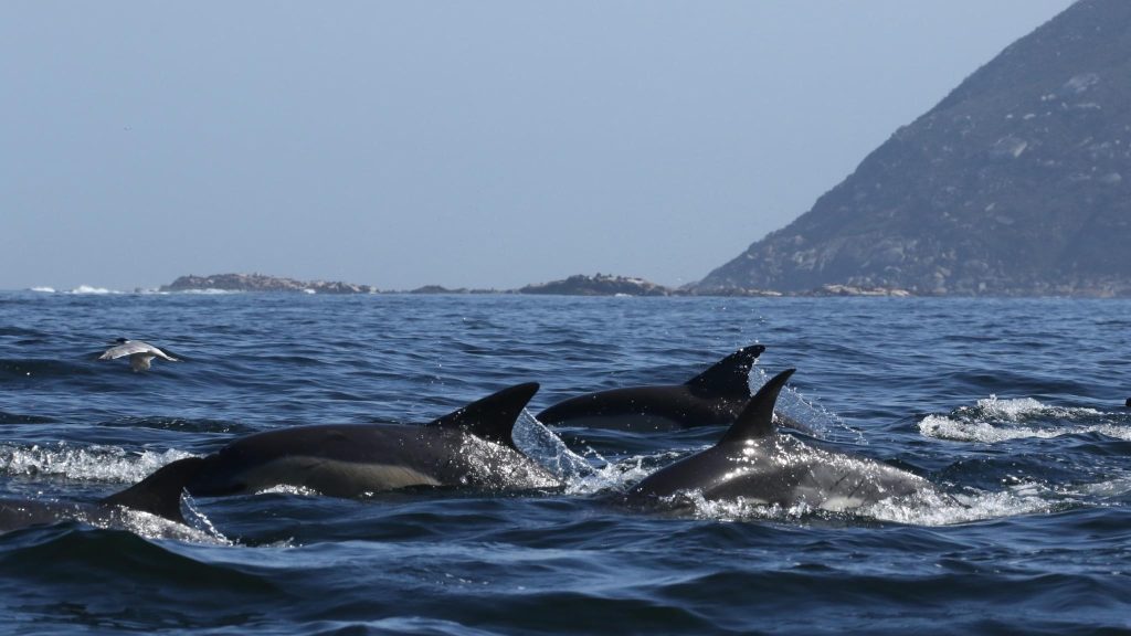 Dolphins in Hout Bay