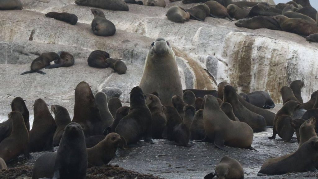 Buffel, the elephant seal in Hout Bay, on Duiker Island surrounded by Cape fur seals