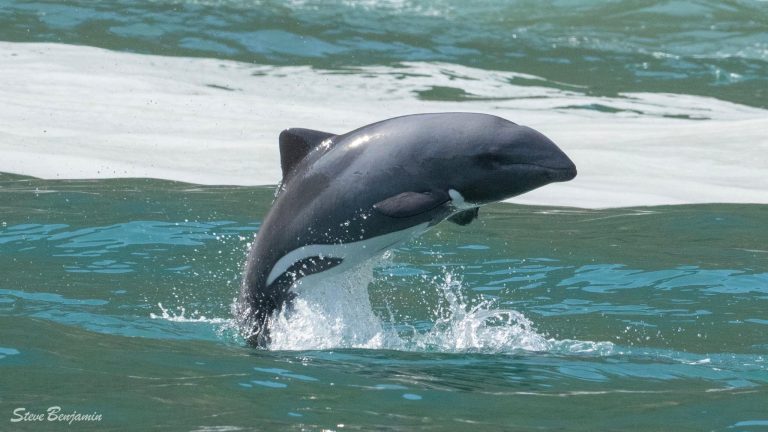 A dolphin in Hout Bay jumping out of the water