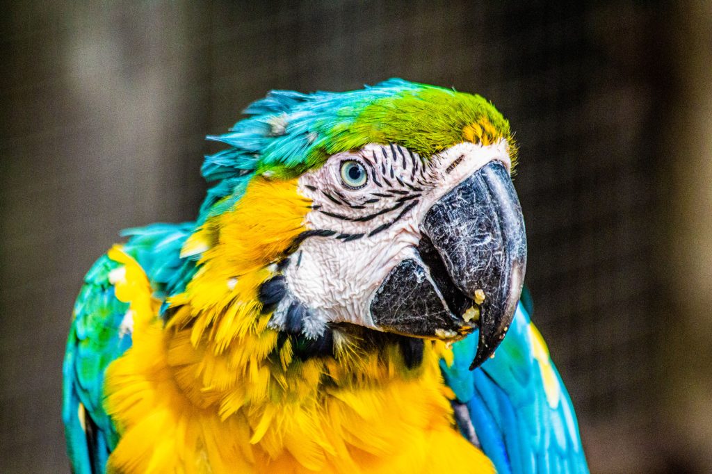 A bird at World of Birds in Hout Bay