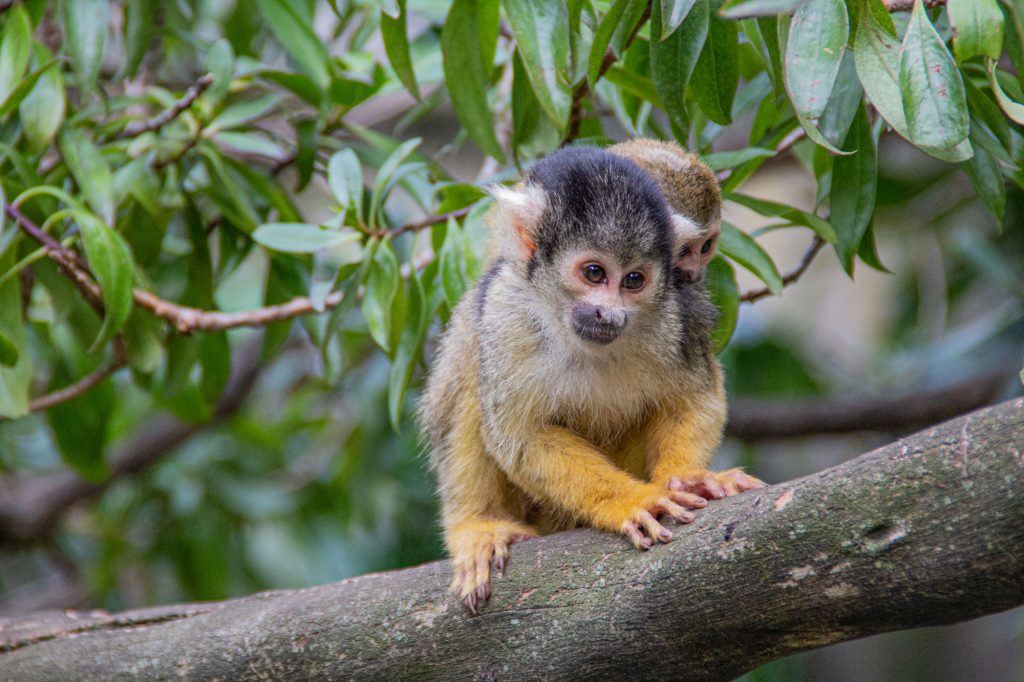 Little monkeys at World of Birds in Hout Bay