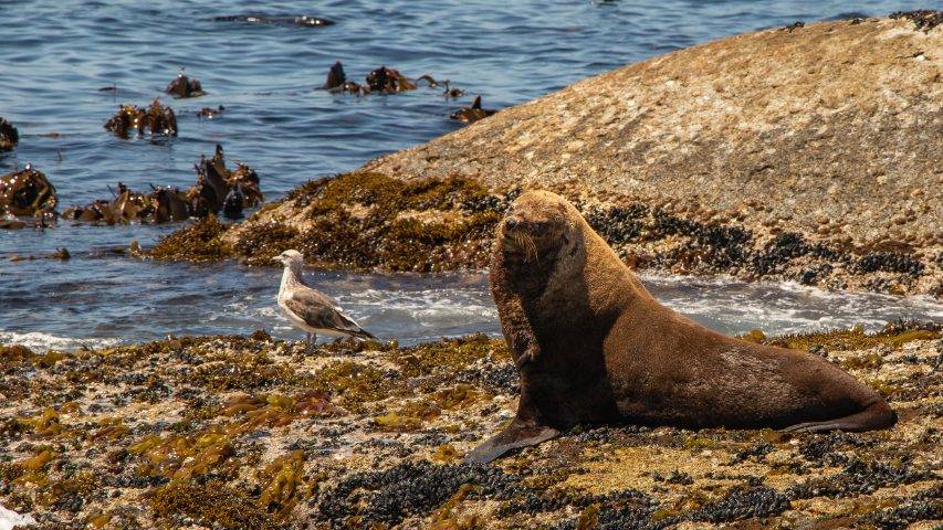 circe launches seal island cruise